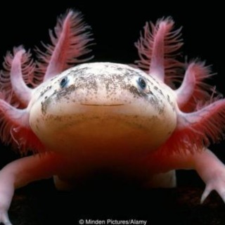 Axolotl